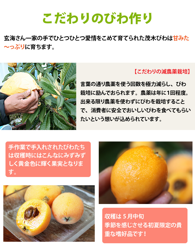 こだわりの減農薬栽培、言葉のとおり農薬の回数を極力減らし、枇杷栽培に励んでおられます。農薬は年に一回程度。できる限り農薬を使わず栽培することで、消費者に安全で美味しいびわを食べてもらいたいという想いが込められています