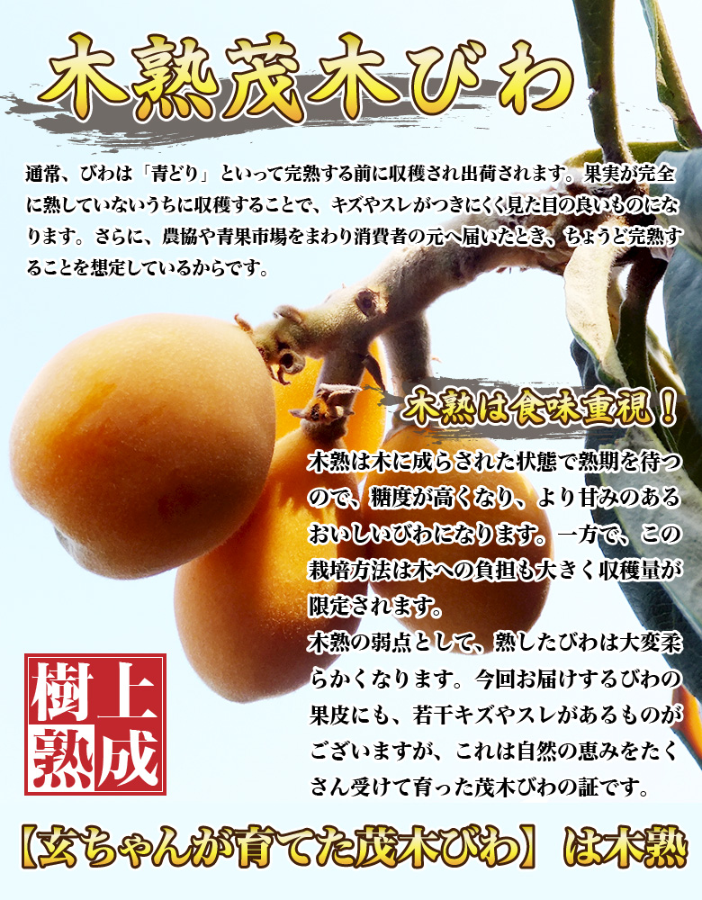 木塾茂木びわ=木塾は木に成らされた状態で熟期を待つので、糖度が高くなり、より甘みのある美味しいびわになります。一方でこの栽培方法は木への負担も大きく収穫量が限定されます。木塾の弱点として、熟したびわ大変柔らかくなります。今回お届けするびわの果皮にも、若干キズやスレがあるものがございますが、これは自然の恵みをたくさん受けて育った茂木びわの証です。
