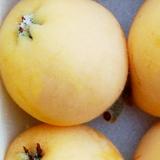 【送料無料】玄ちゃんが育てた幻の白茂木