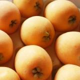 玄ちゃんが育てた大玉な陽玉