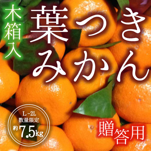 木箱入り 葉付きみかん<贈答用>（7.5kg）12月1日～20日
