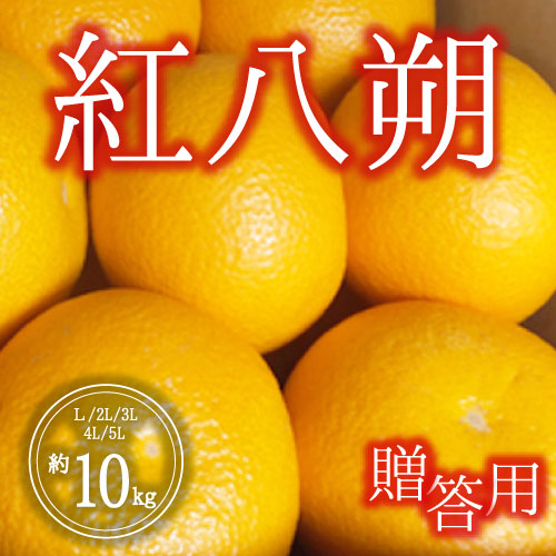 紅八朔<贈答用>（10kg）1月20日～31日