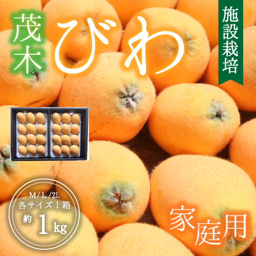 【ハウス栽培】玄ちゃんが育てた茂木びわ〈家庭用〉（2L～M/約1kg）4月25日～発送