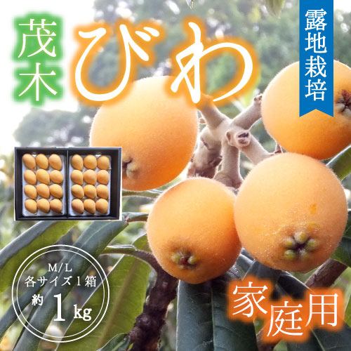 【露地栽培】玄ちゃんが育てた茂木びわ 家庭用（2L～M/1㎏）5月20日頃～