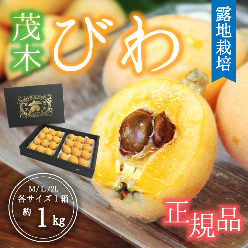 【露地栽培】玄ちゃんが育てた茂木びわ（2L～M/1㎏）5月20日頃～