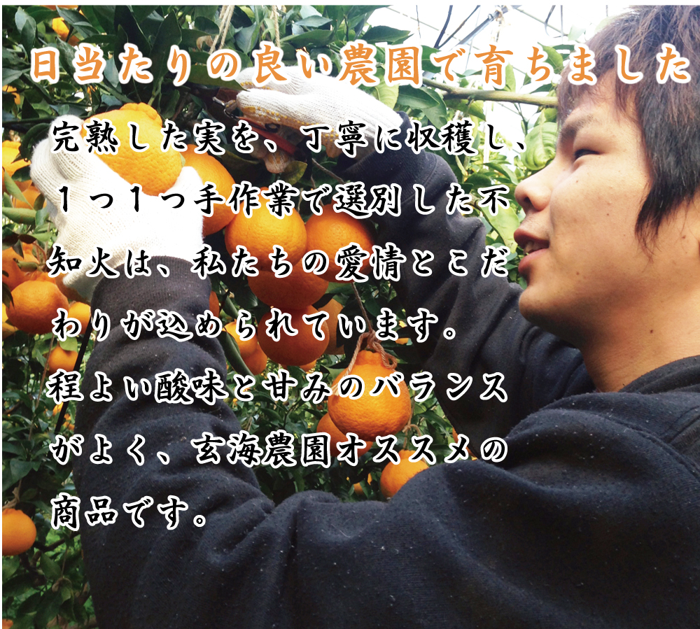 イチオシげんちゃんちの育てたみかん