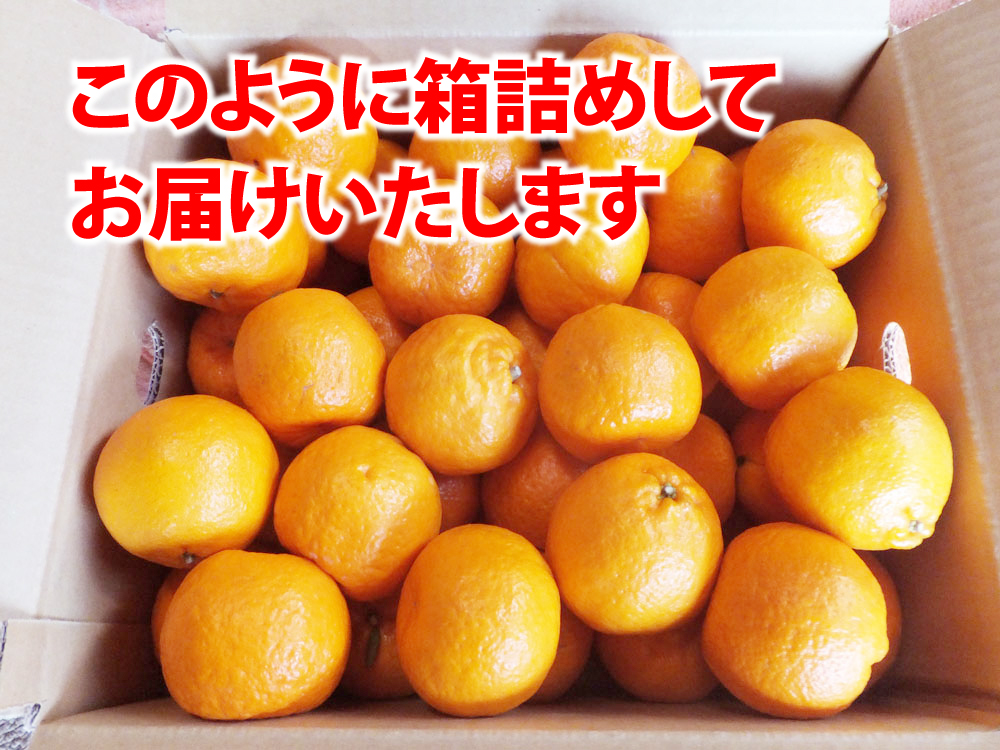 お届けこのように箱詰めして発送いたします