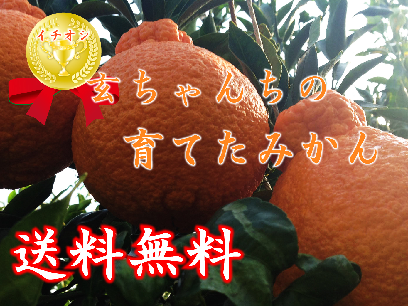 イチオシげんちゃんちの育てたみかん