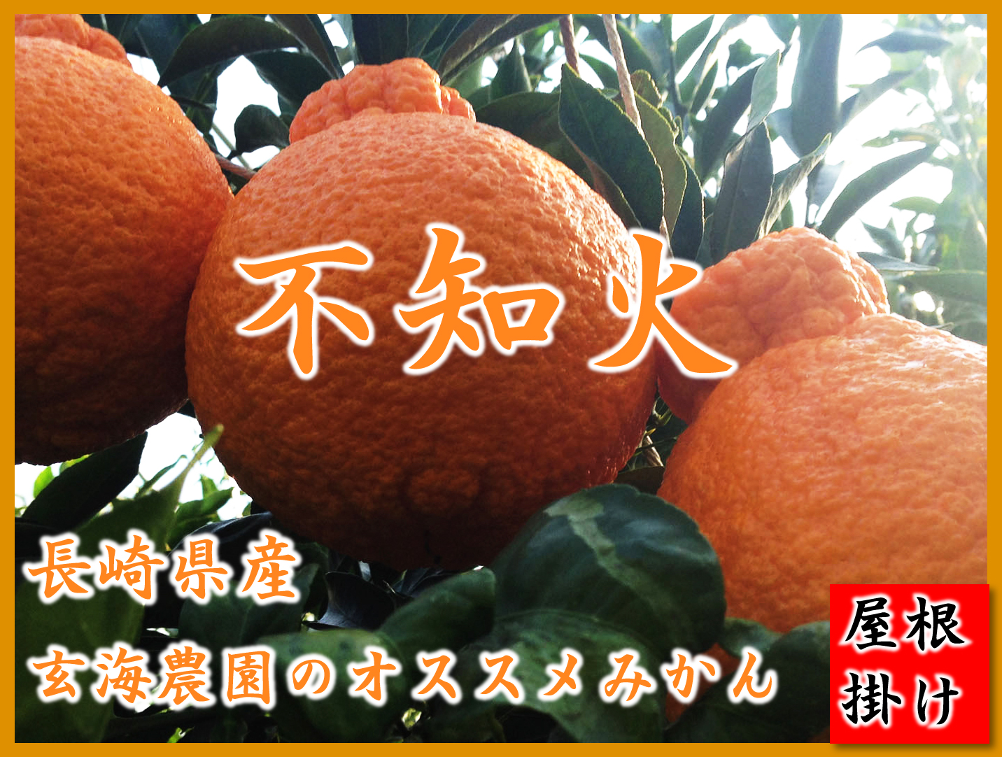 不知火　長崎県産玄海農園オススメみかん