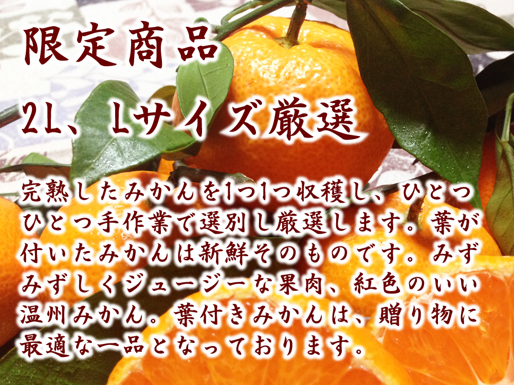 限定商品　完熟したみかんを1つ1つ収穫し、1つ1つ選別し厳選します。葉が付いたみかんは新鮮そのものです。みずみずしくジューシーな果肉、紅色のいい温州みかん。葉付きみかんは贈り物に最適な一品となっています。